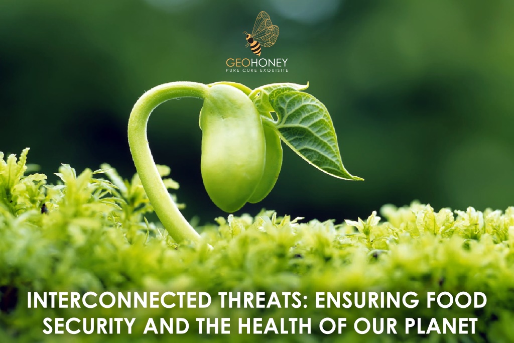 Image depicting a sustainable and interconnected approach to food security and the health of the planet.